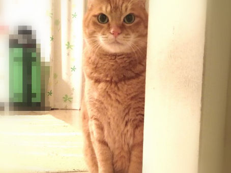 茶太くんと枇杷ちゃんのお留守番