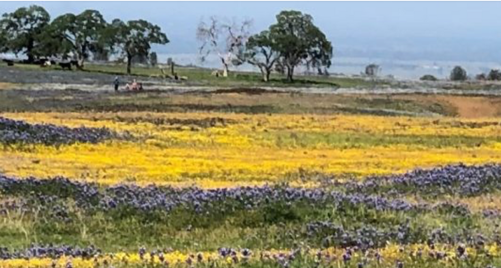 California Native Seed and Plant Swap