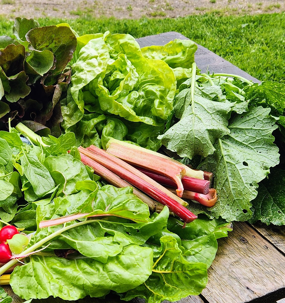 Fresh spring harvest of rhubarb, leafy greens, lettuce, kale, and radishes gathered on a rustic wooden table in a seasonal home garden.