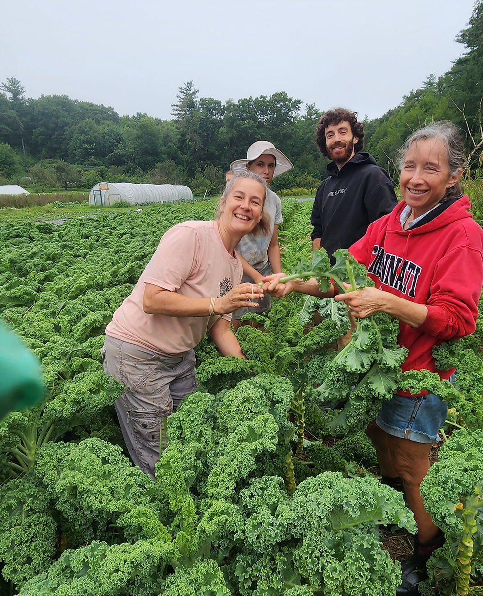 Jennifer harvesting fresh kale with farmers in a field at Many Hands Organic Farm, representing bitter greens used in Ayurvedic spring diets to support digestion and liver health.