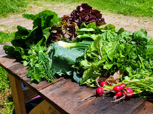 Lettuce, Chinese cabbage, scallions, green onions, collards, beet greens, radish and other greens on a wooden table.
