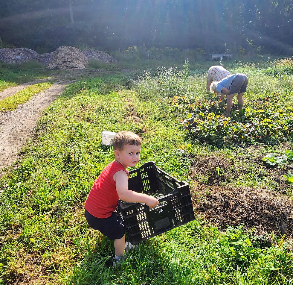 Jackson, not yet three years old, carries a large black harvest crate through a sunny vegetable field while two adults harvest in the background.