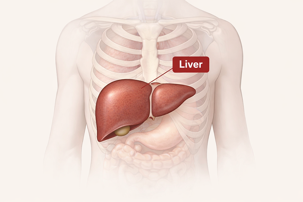 Anatomical diagram showing location of the liver in the upper right abdomen for fatty liver education
