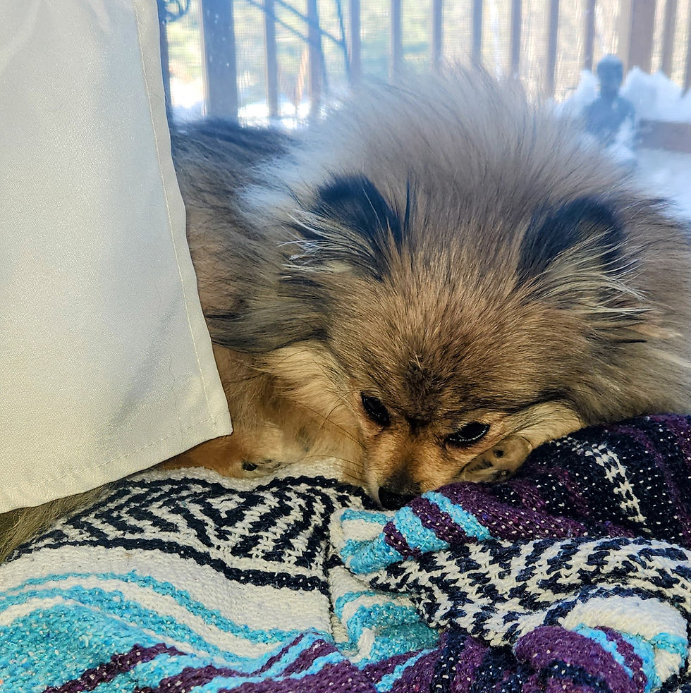 Small fluffy dog taking a nap