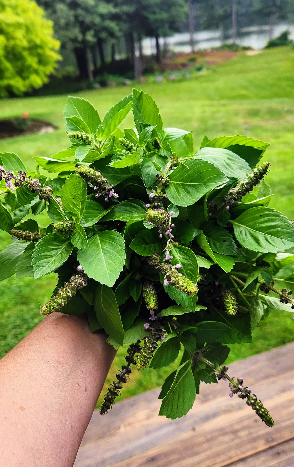 A bunch of flowering tulsi.