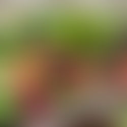 Embracing the Seasons: Reflections on the End of the CSA Year and the Ayurvedic Approach to Eating