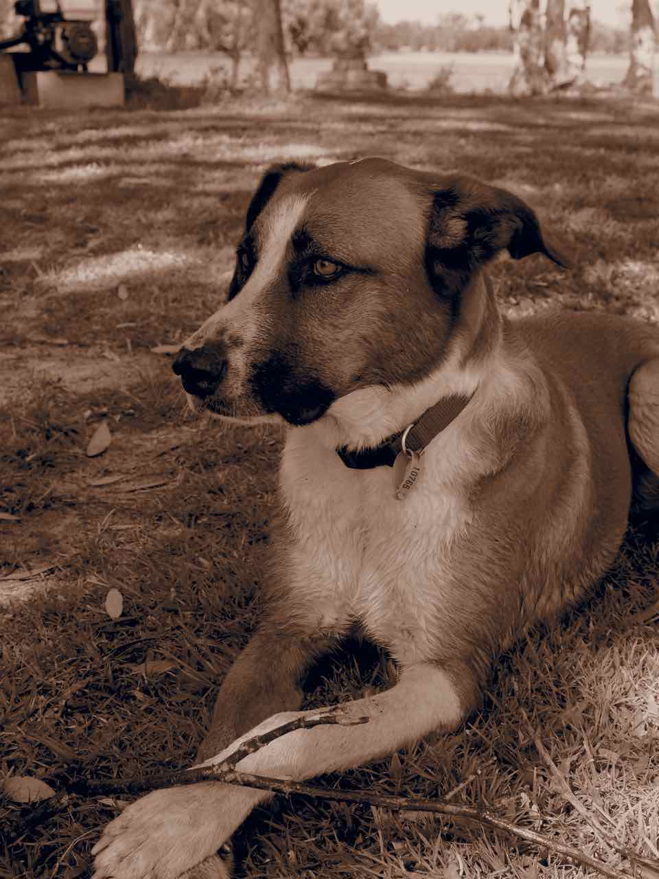 'Meg' - Bintowee's beautiful mascot