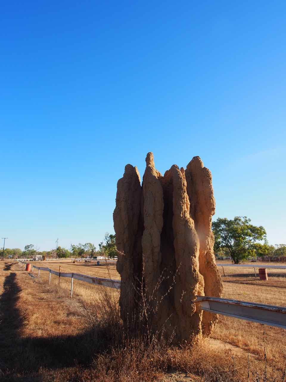 termite mound in racecourse fence