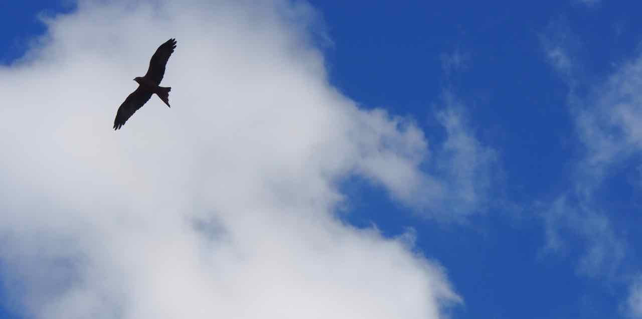 These majestic eagles are everywhere