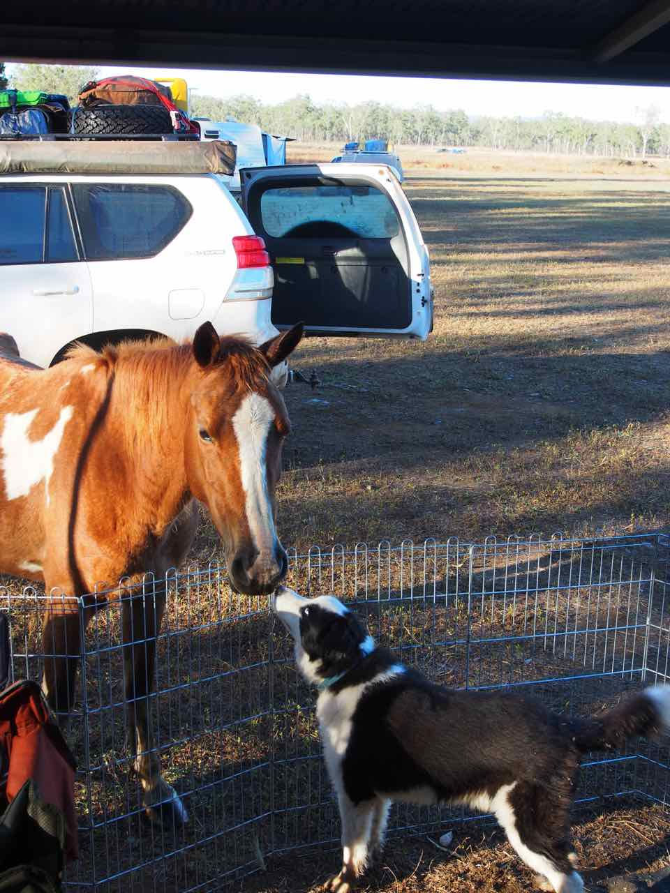 the friendly horses