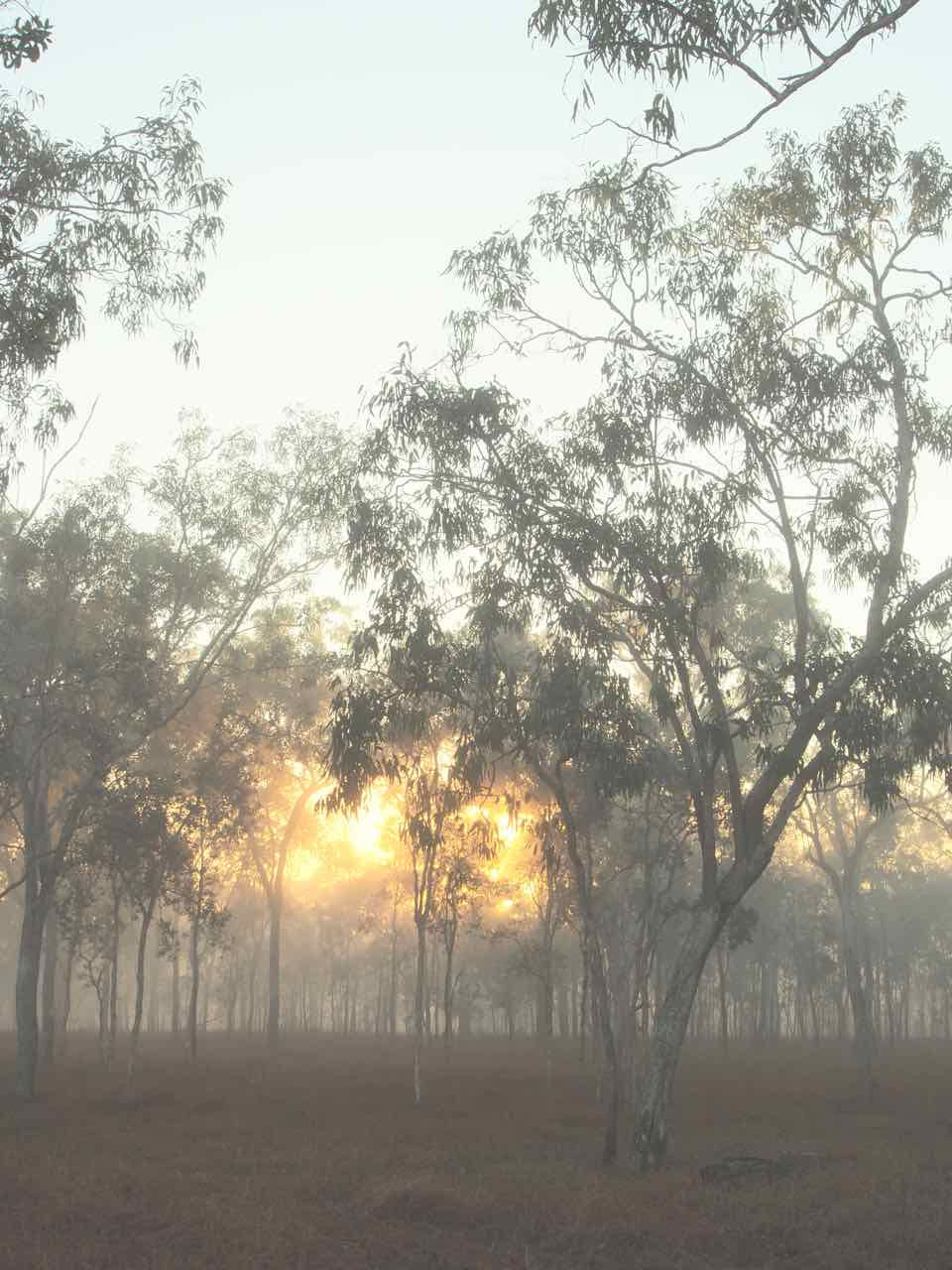the morning sun