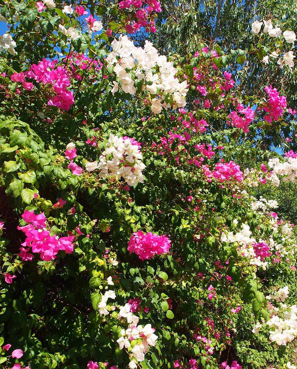 Bouganvillias