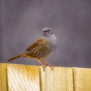 CFR08991-Edit-Edit copy_Facebook_1200x1200_U_100.jpg