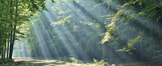 Forest_edited_edited.jpg