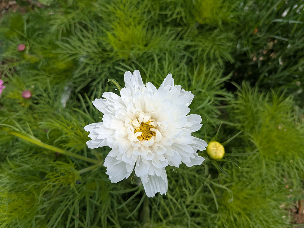 Thumbnail: Cosmos Seeds -Cottage Garden Blend