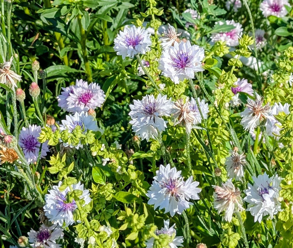 Thumbnail: Cottage Garden Mix Seeds