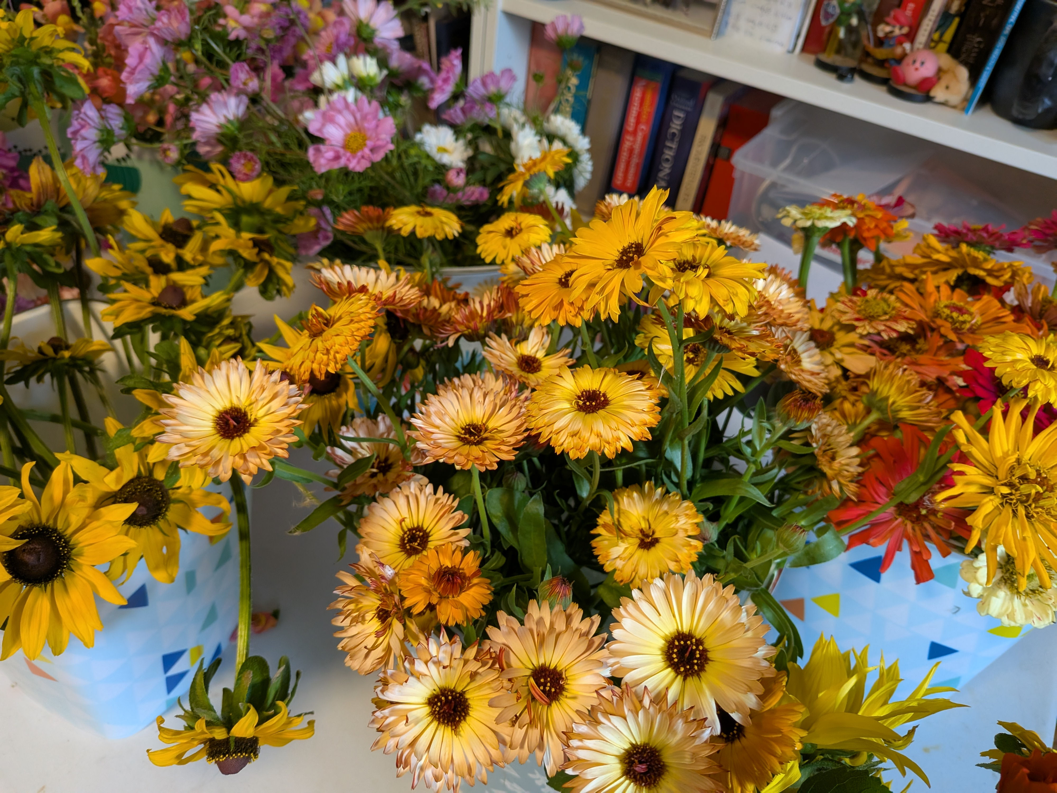 Calendula - Mixed Colours