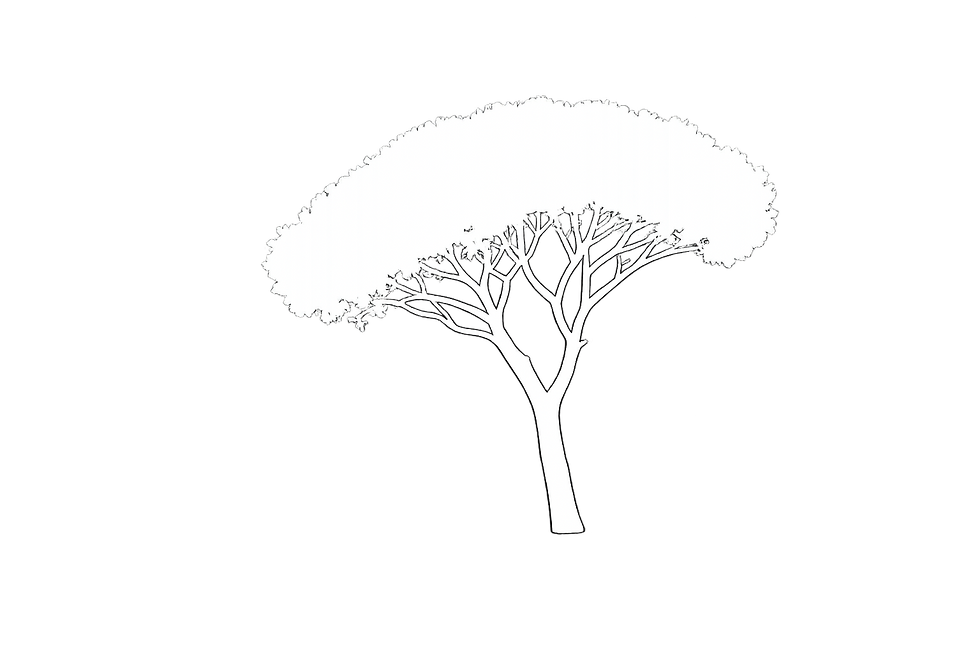 DI SCIASCIO® Pinus Pinea DS®-Design.png