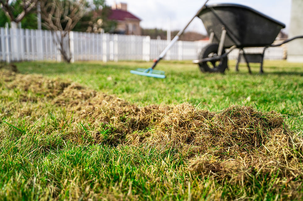 Amount of dry grass after raking the lawn after winter Lawn care in spring.jpg