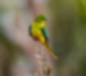 Orange-bellied parrot_GBB_0079_edited.jpg