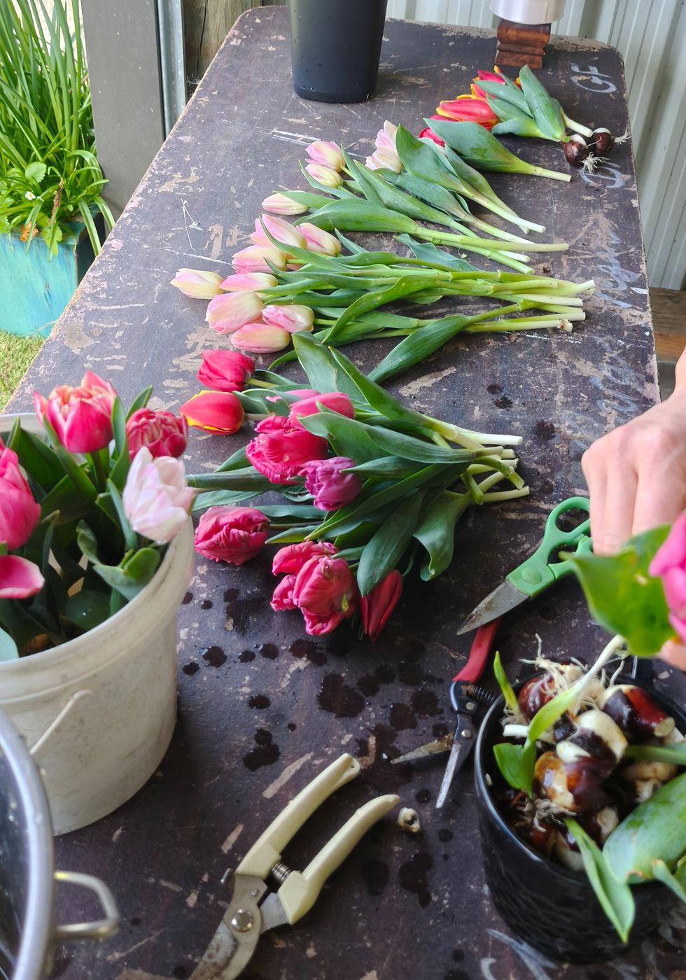 Tulip Club
