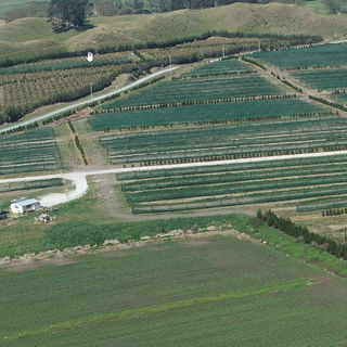 Orchard surveying project