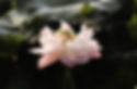 Flower opening