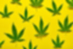 abstract-yellow-background-with-hemp-leaves-patter-2025-03-08-13-53-24-utc.jpg