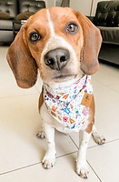 Leo the Beagle