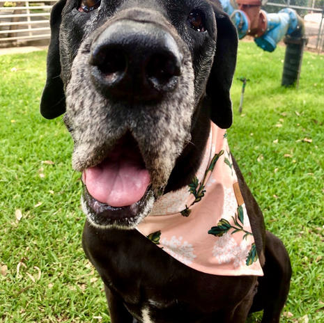 SCOUT