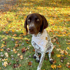 DIXIE