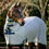 Thumbnail: HWI Amigo XL Bug Rug Plus w/ Disc Front-CLOSEOUT