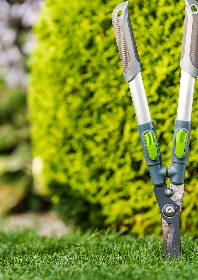 Lawn Maintenance and Xeriscaping Square Young Buck Services LLC.png
