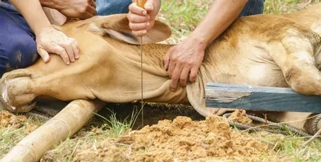 Slaughtering of Animals in Islam