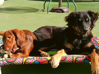 Cães São Animais Sociais. O que isso significa?