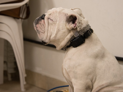 Veja como foi 1º Edição do Curso Escola Para Cães: Criando a Estrutura e Rotina do Negócio Ideal