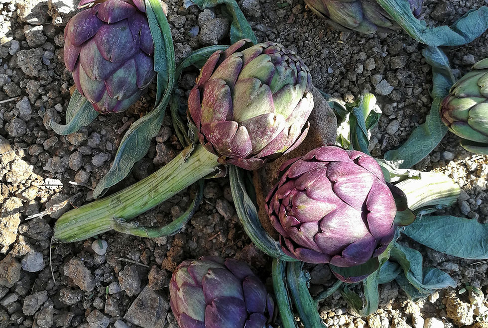 Il figlio dei fiori