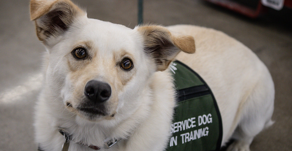 ServeAndSupportK9AcademyBurlingtonIowa7.jpg