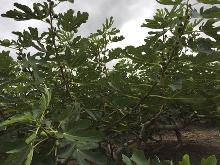 にかほのイチジク産地見学と自然食堂マーニーでランチ会