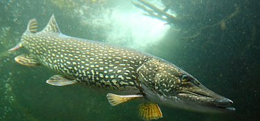 tournoi de brochet à guai
