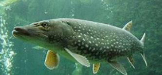 tournoi de brochet à guai