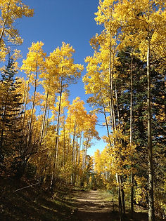 Aspens on a trail.jpg