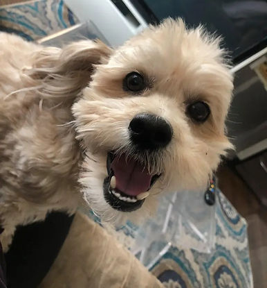 Upper West Side Dog Boarding