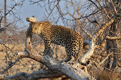 namibia-5183577_1920.jpg