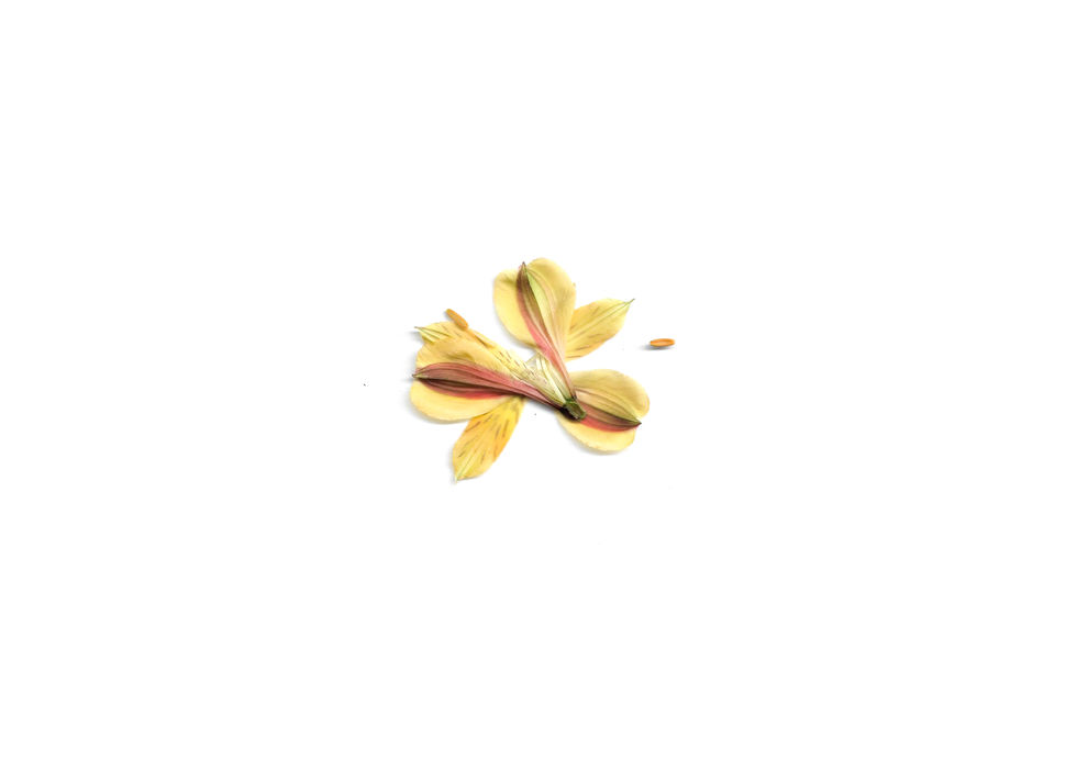Alstroemeria_2