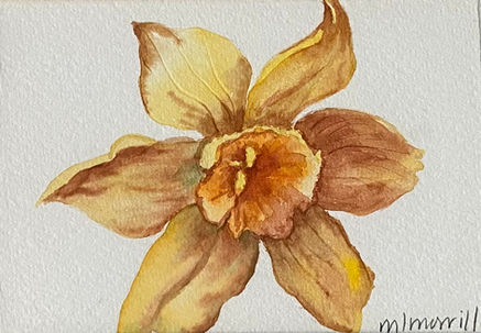 Golden Daffodil.jpg,  Watercolor on Paper, 4" x 4"
