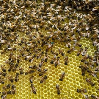 Biodiversità in Città: Apicoltura Urbana a Quinto Vicentino