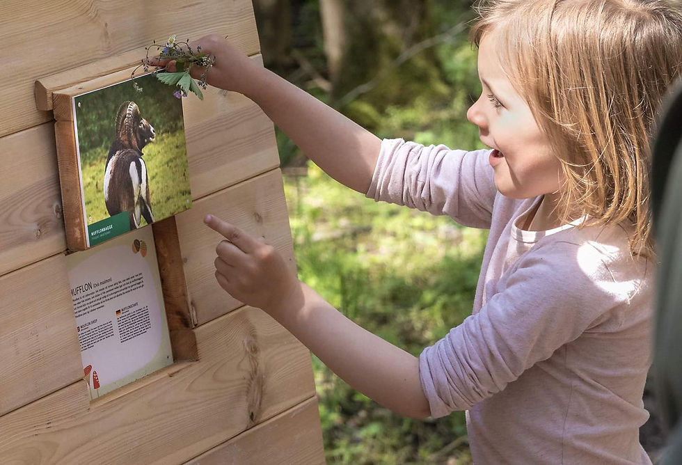 Luckor med info om skogens djur