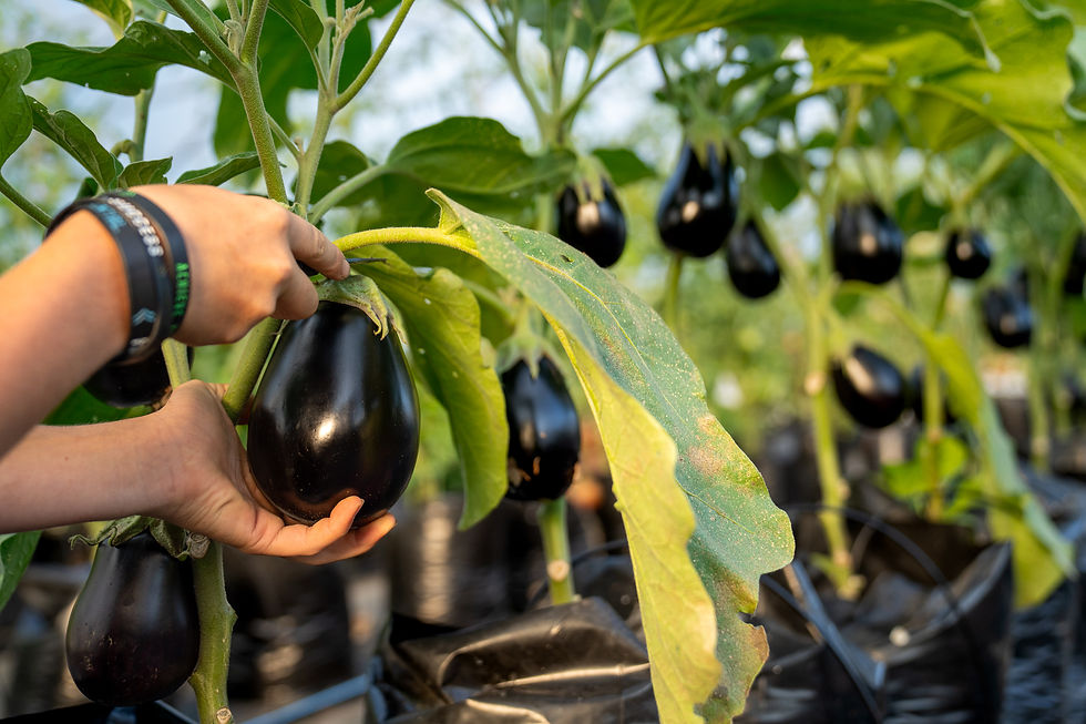Hands harvesting ripe eggplant inside greenhouse at Bankson Lake Farm in Michigan