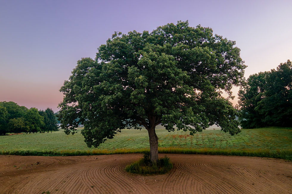 Historic oak tree at Bankson Lake Farm at sunrise, a symbol of community and local farm heritage in Michigan